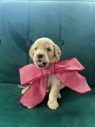 Goldendoodle dogs for sale: Hazel - Video 5