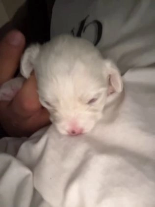 Malshi dogs for sale: Malshi Puppy 1 - Video 1