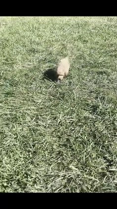 Mini Goldendoodle dogs for sale: Olive F1BB - Video 1