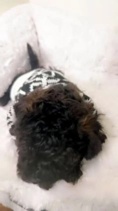 Maltipoo dogs for sale: Carter  - Video 2