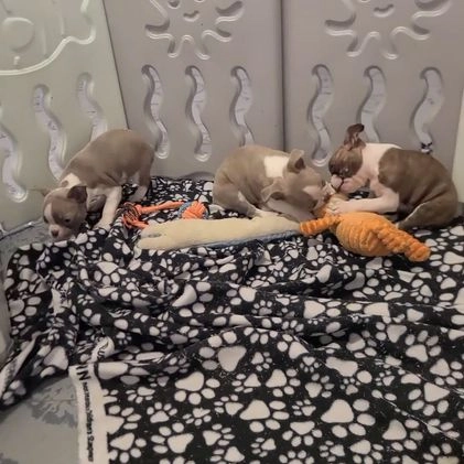 Boston Terrier dogs for sale: Yolanda - Video 1