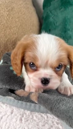 Cavalier King Charles Spaniel dogs for sale: Arlo - Video 1