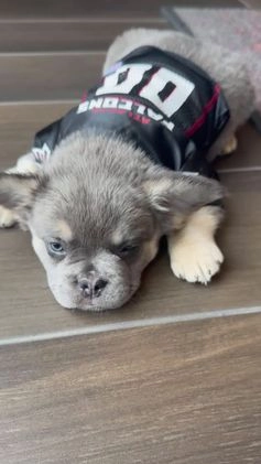 French Bulldog dogs for sale: Cleo - Video 2