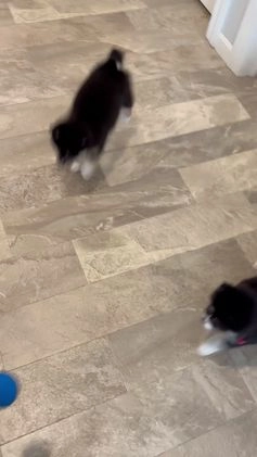 Pomsky dogs for sale: Faith.   Pomsky Puppy 3 - Video 2