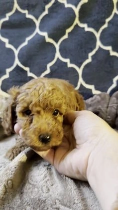 Mixed Breed dogs for sale: Hugo- AKC Genetically Tested Parents - Video 1