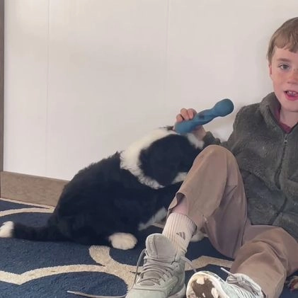 Bernedoodle dogs for sale: Mr. Monty - Video 1