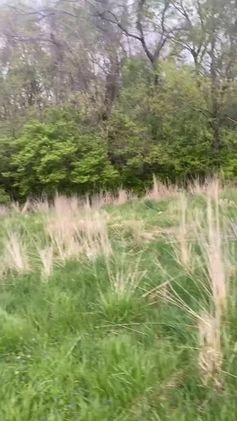 Cane Corso dogs for sale: Cane Corso Puppy 2 - Video 2