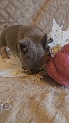 French Bulldog dogs for sale: Velour AKC Fluffy Carrier  - Video 2