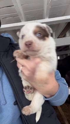 Australian Cattle Dog dogs for sale: Ainsley - Video 1