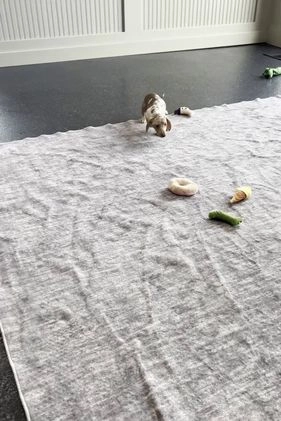 Miniature Dachshund dogs for sale: Arnold - Video 1