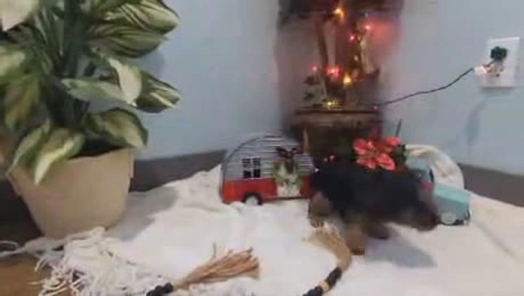 Yorkshire Terrier dogs for sale: Moose - Video 3