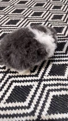 Pomeranian dogs for sale: Yoda - Video 1