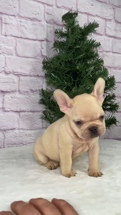 French Bulldog dogs for sale: Skyler - Video 1