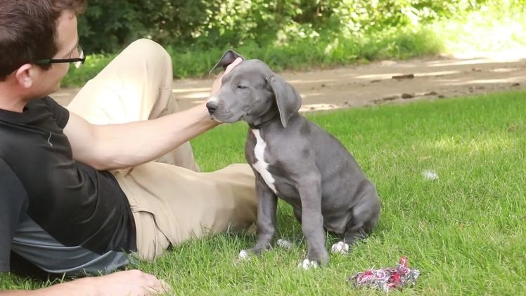 Great Dane dogs for sale: Lucy - Video 2