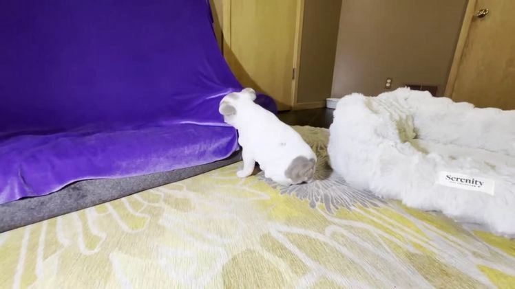 French Bulldog dogs for sale: Abbi - Video 1