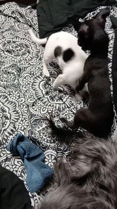 Chihuahua dogs for sale: Momo - Video 1