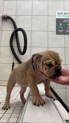 English Bulldog dogs for sale: Foxy - Video 1