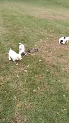 Cockapoo dogs for sale: Charlie - Video 1