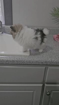 Pomeranian dogs for sale: Snickers - Video 1