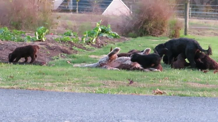 Portuguese Water Dog dogs for sale: Cody - Video 2