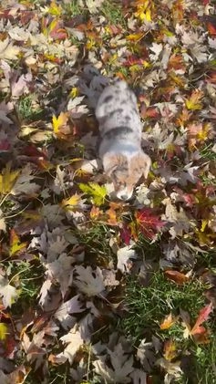 Welsh Corgi Pembroke dogs for sale: Welsh Corgi Pembroke Puppy 3 - Video 3