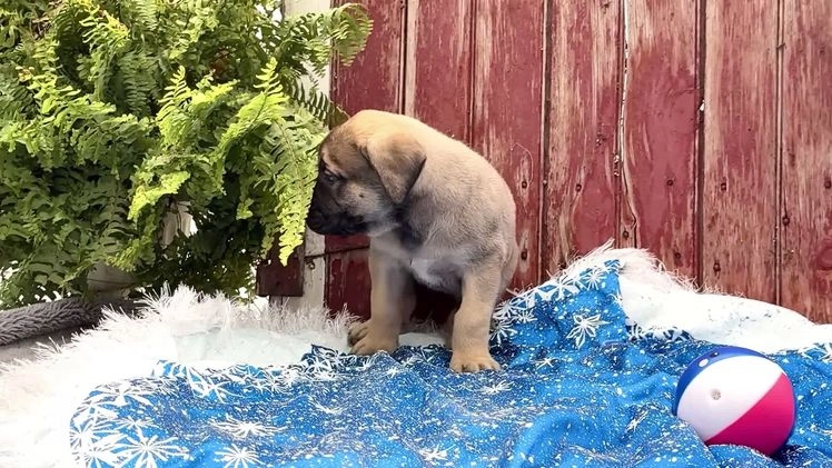English Mastiff dogs for sale: Zack - Video 1