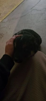 Mixed Breed dogs for sale: Charlie  - Video 1