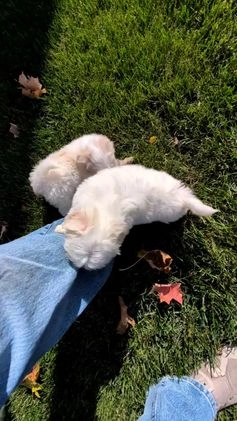 Havanese dogs for sale: Macy - Video 3