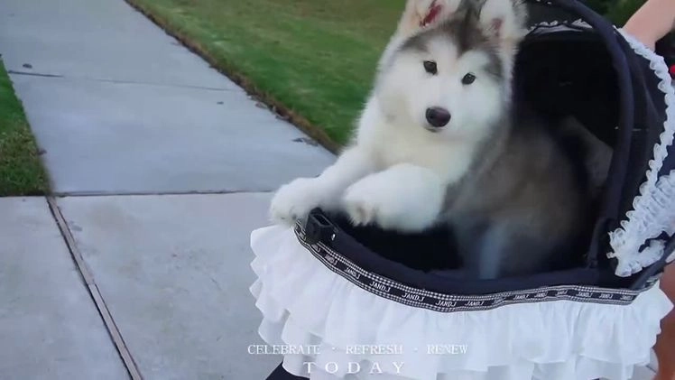 Alaskan Malamute dogs for sale: Xiao Lv - Video 2