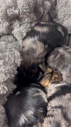 Yorkshire Terrier dogs for sale: Teddy - Video 1