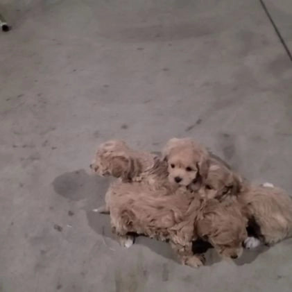 Maltipoo dogs for sale: Jake - Video 1