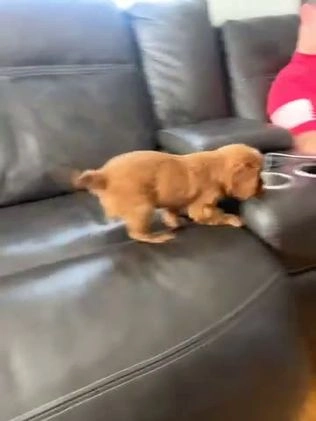 Cavalier King Charles Spaniel dogs for sale: Cavalier King Charles Spaniel Puppy 1 - Video 1