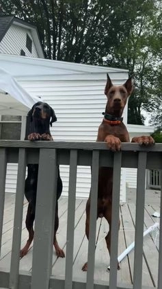 Doberman Pinscher dogs for stud: Sammy’s  - Video 1