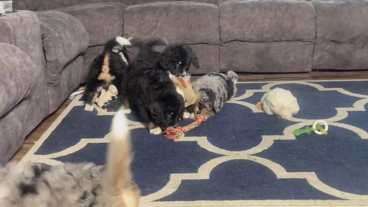 Bernedoodle dogs for sale:  Mr. Timmy - Video 1