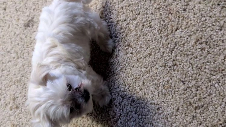 Maltese dogs for sale: Bridget - Video 1