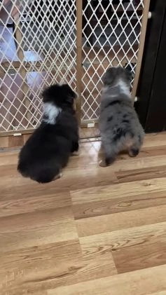 Australian Shepherd dogs for sale: Bear - Video 4