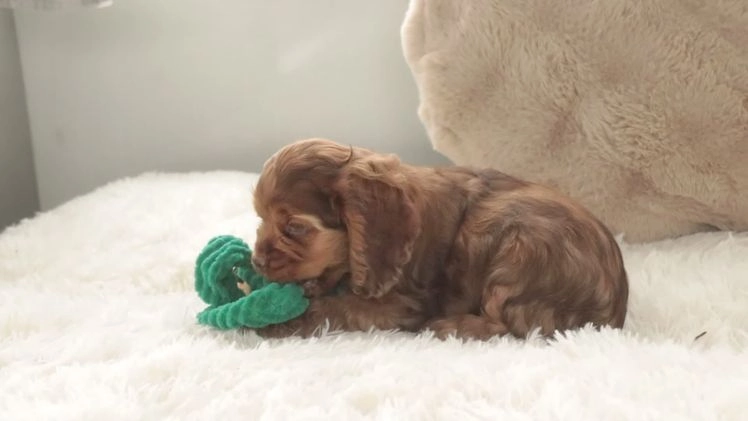 Cocker Spaniel dogs for sale: Avery - Video 1