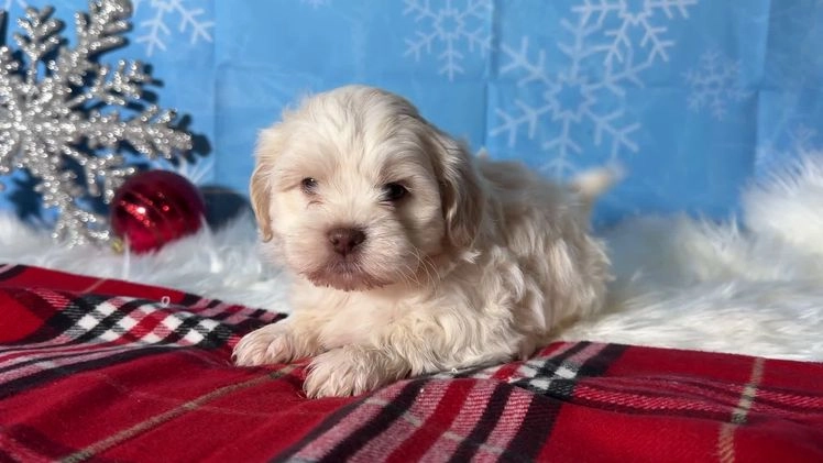 Teddy Bear dogs for sale: Hope - Video 2