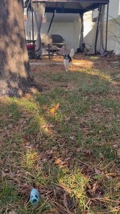 Mixed Breed dogs for sale: Cosmo - Video 1