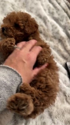 Toy Poodle dogs for sale: Katie - teacup/toy - Video 1