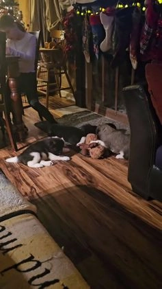 Akita dogs for sale: Troy - Video 4