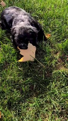 Cocker Spaniel dogs for sale: Rocco - Video 3