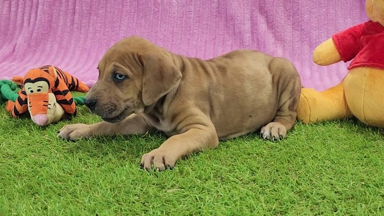 Catahoula Leopard Dog dogs for sale: Duchess 2025 Female 2 - Video 2