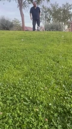 American Bully dogs for sale: American Bully Puppy 2 - Video 2