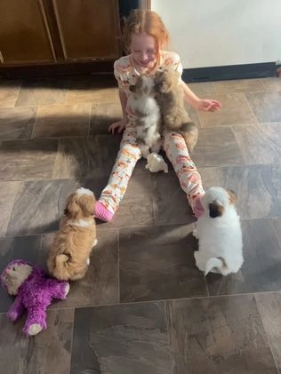 Mixed Breed dogs for sale: Rosie - Video 1