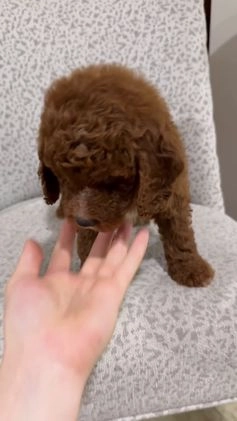 Goldendoodle dogs for sale: Piper - Video 1