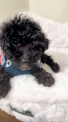 Maltipoo dogs for sale: Biscuit  - Video 1