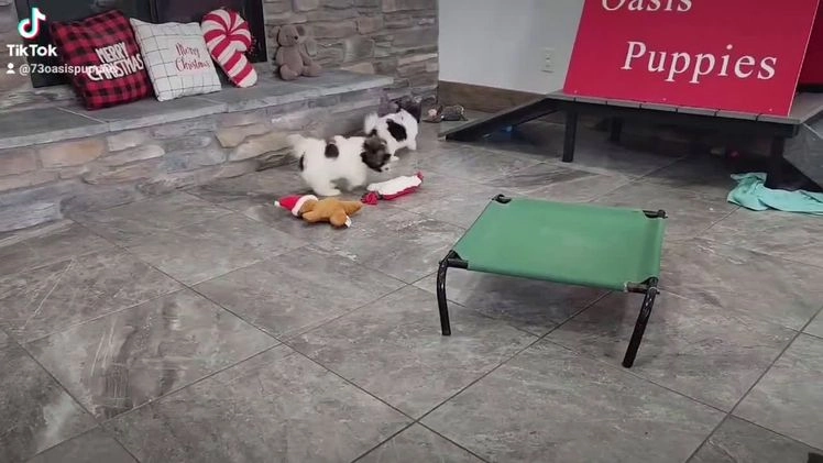 Havanese dogs for sale: TATUM - Video 3