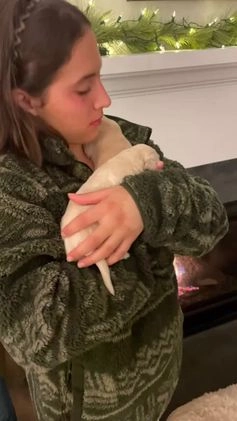 Golden Retriever dogs for sale: Female Pup 4 - Video 1