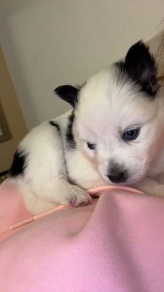 Pomsky dogs for sale: White Male with black spots - Video 1